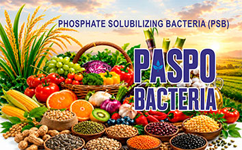 PASPO BACTERIA